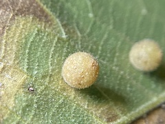 Caryomyia hirtidolium