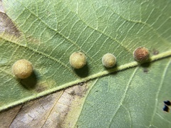 Caryomyia hirtidolium