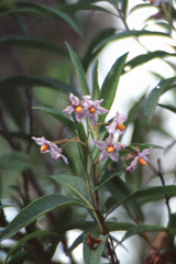 Solanum storkii