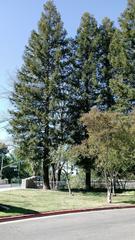 Sequoia sempervirens