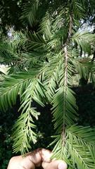 Sequoia sempervirens