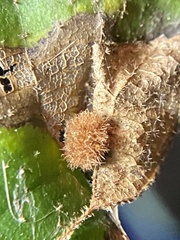 Caryomyia hirtiglobus