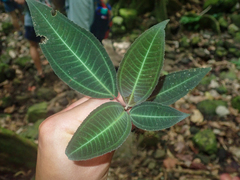 Miconia calvescens