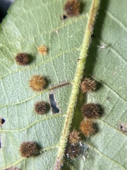 Caryomyia hirtiglobus