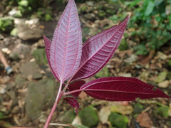 Miconia calvescens