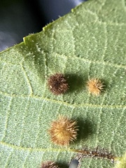 Caryomyia hirtiglobus
