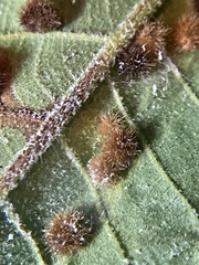 Caryomyia hirtiglobus