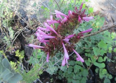 Syncolostemon densiflorus