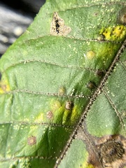 Caryomyia hirtiglobus