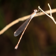 Indolestes tenuissimus
