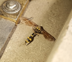 Phimenes flavopictus flavopictus