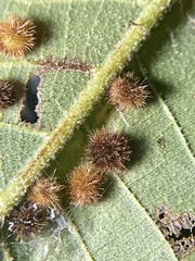 Caryomyia hirtiglobus