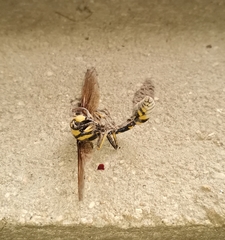 Phimenes flavopictus flavopictus