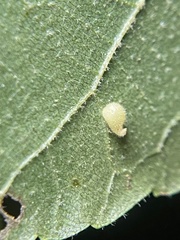 Caryomyia eumaris