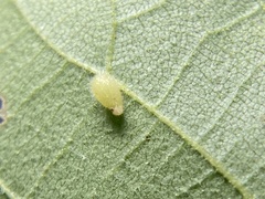 Caryomyia eumaris