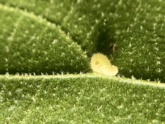 Caryomyia eumaris