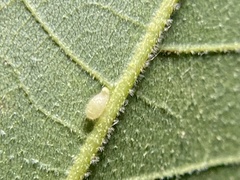 Caryomyia eumaris