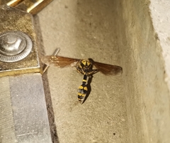 Phimenes flavopictus flavopictus