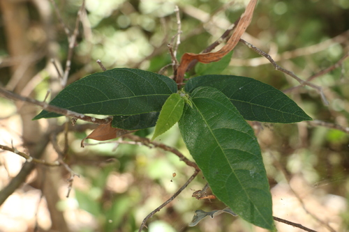 Ficus coronata (Ficus coronata)