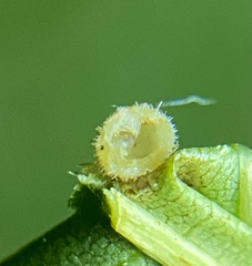 Caryomyia holotricha