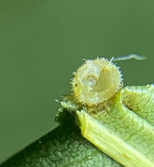 Caryomyia holotricha