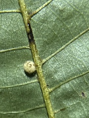 Caryomyia holotricha