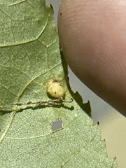 Caryomyia holotricha