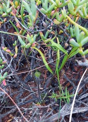 Pelargonium violiflorum