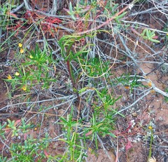 Pelargonium violiflorum