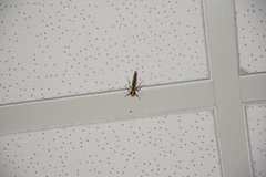 Chrysorabdia vilemani