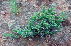Ruschia approximata