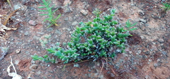 Ruschia approximata