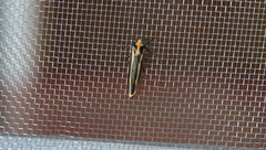 Chrysorabdia vilemani