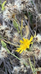 Hieracium virosum