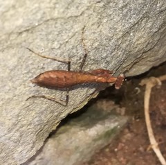 Ligariella