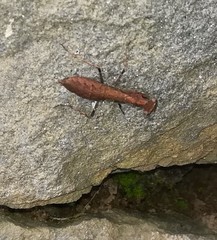 Ligariella