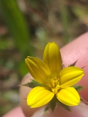 Gorteria piloselloides