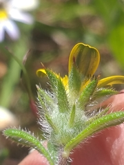 Gorteria piloselloides