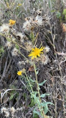 Hieracium virosum
