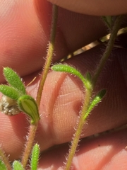 Gorteria piloselloides