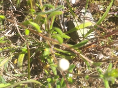 Gorteria piloselloides