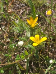 Gorteria piloselloides