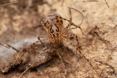 Scytodes thoracica