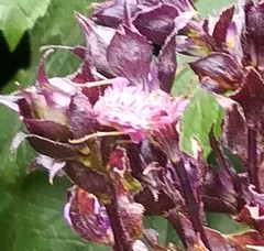 Pseudocreobotra wahlbergi