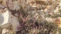 Erica manipuliflora