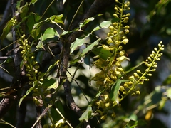 Mezoneuron cucullatum