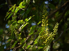 Mezoneuron cucullatum