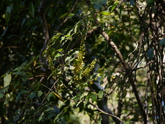 Mezoneuron cucullatum