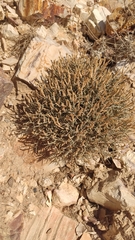 Centaurea spinosa