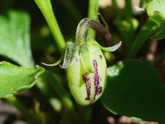 Viola cleistogamoides